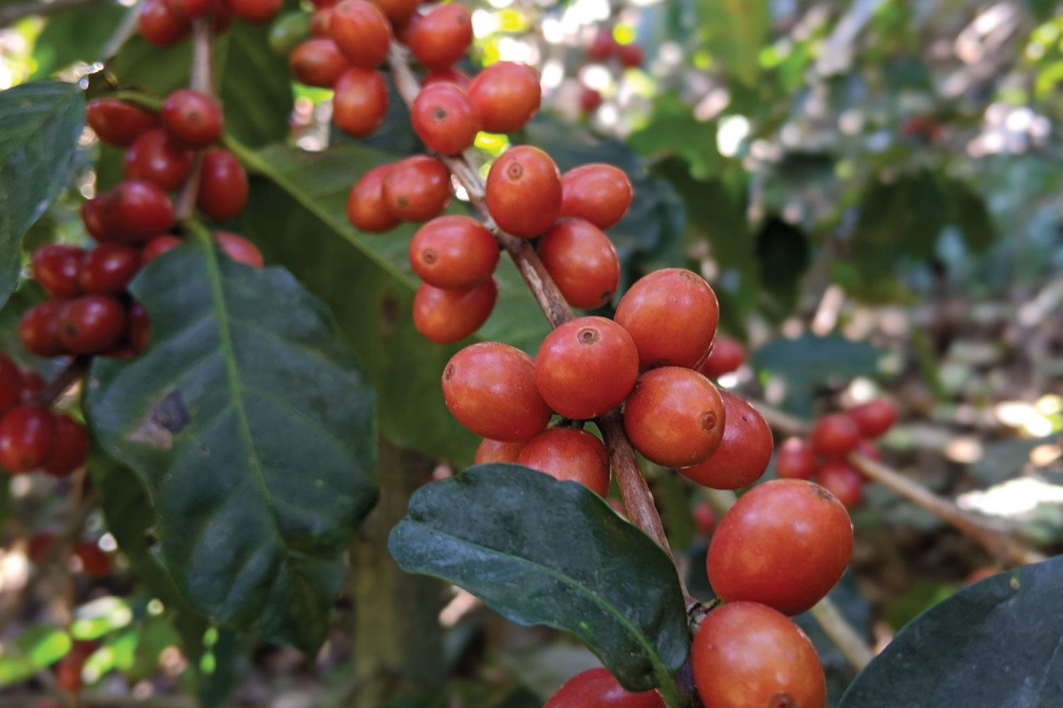 Coffee Cherries Growing in El Salvador | Kaldi's Coffee Blog
