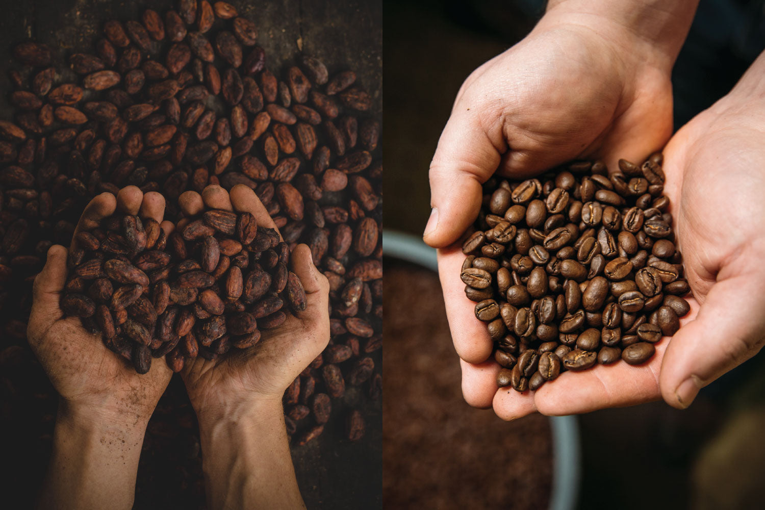 Roasted Cacao and Roasted Coffee Beans