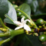 Coffee flower on the Imbachi farm