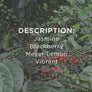 Cupping Room Series: Colombia Imbachi Gesha