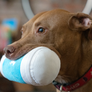 Kaldi's Dog Toy