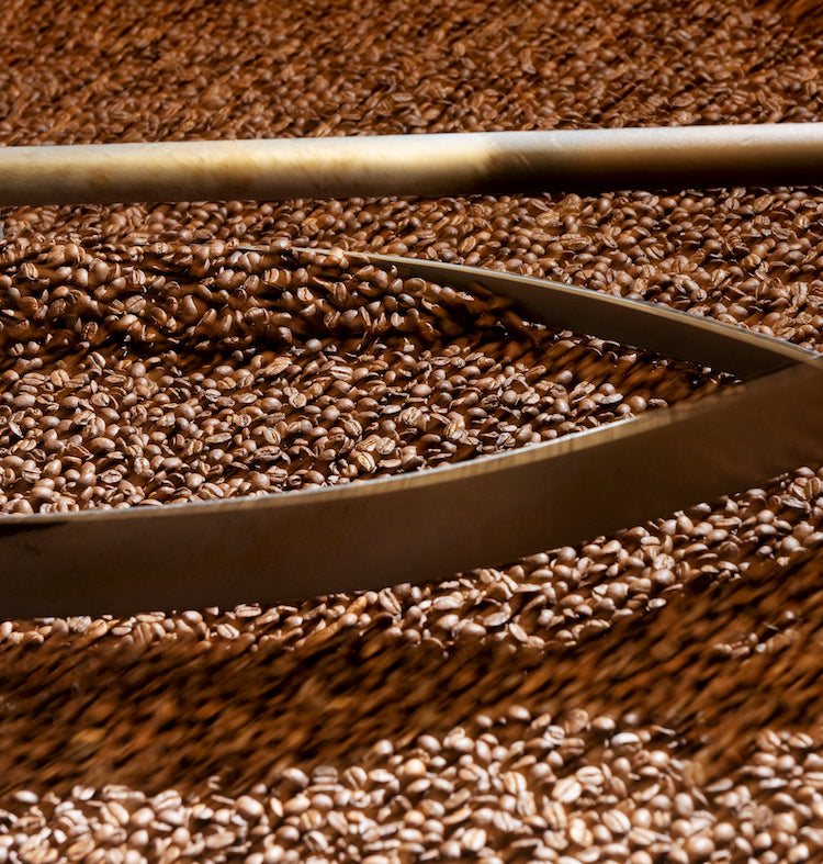 Roasted coffee beans fresh from the coffee roaster