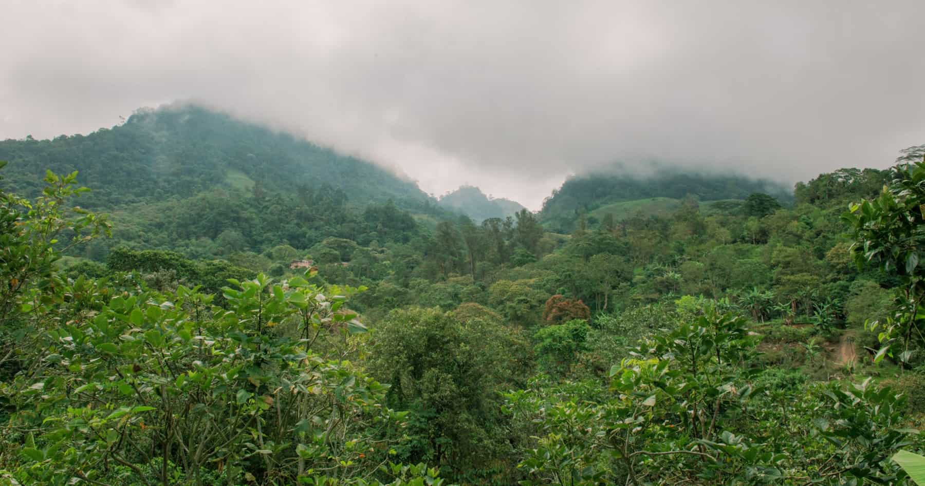 A forest