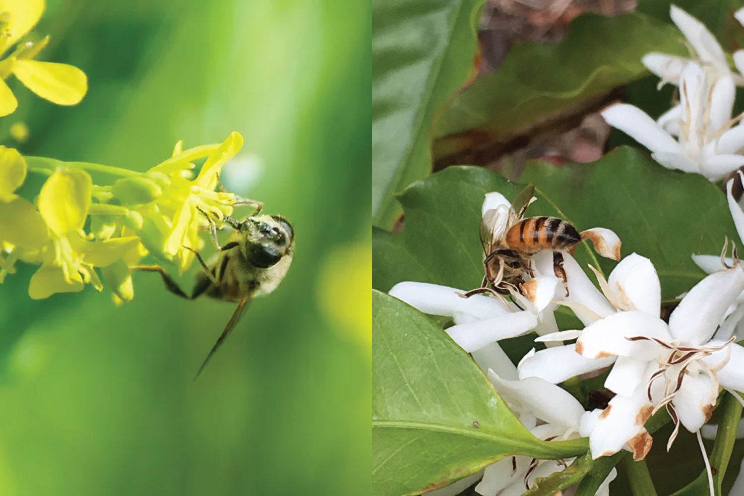 A bee pollinating a yellow flower, and a bee pollinating a bloom on a coffee plant