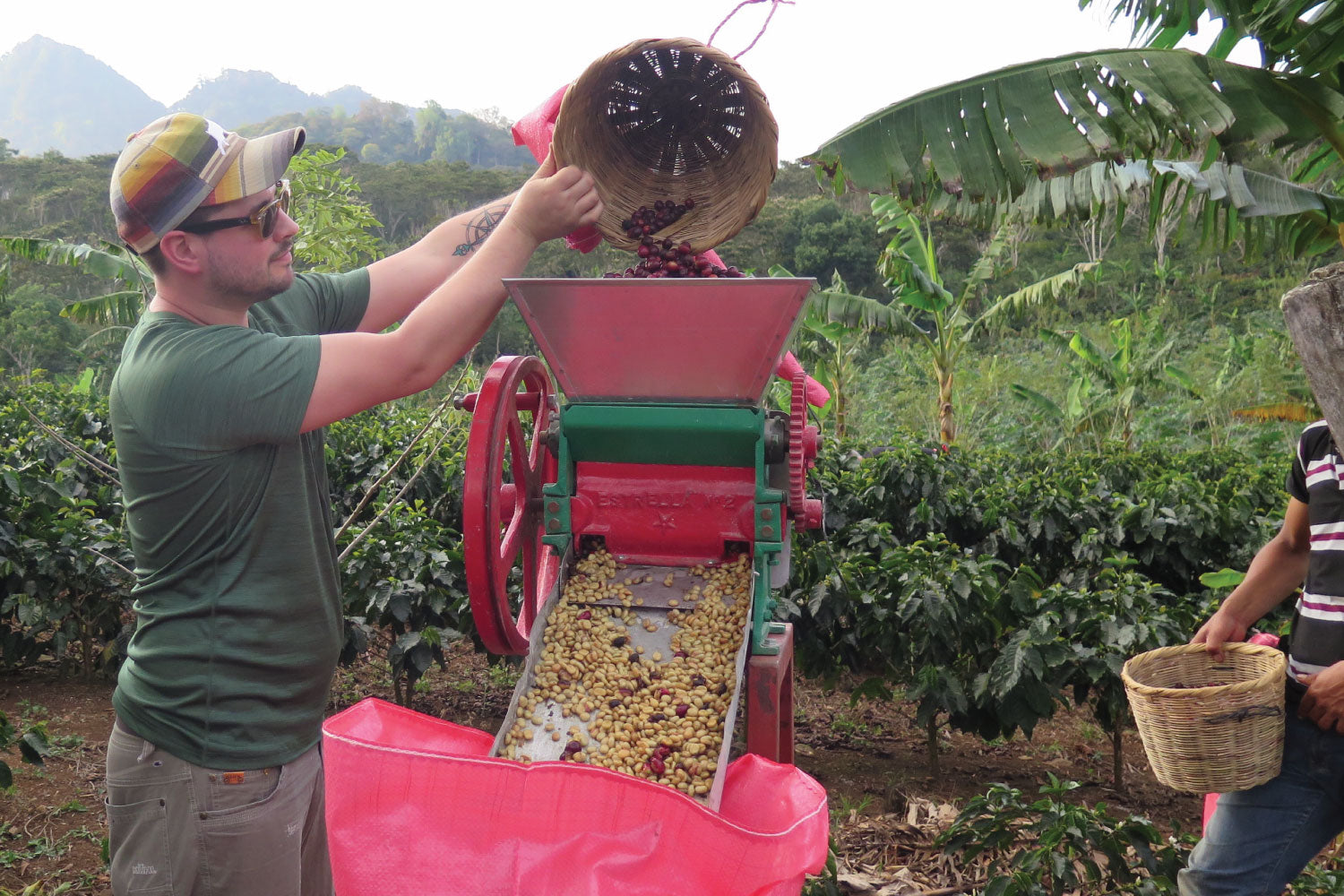 Sorting and De-pulping Coffee Cherries in Honduras