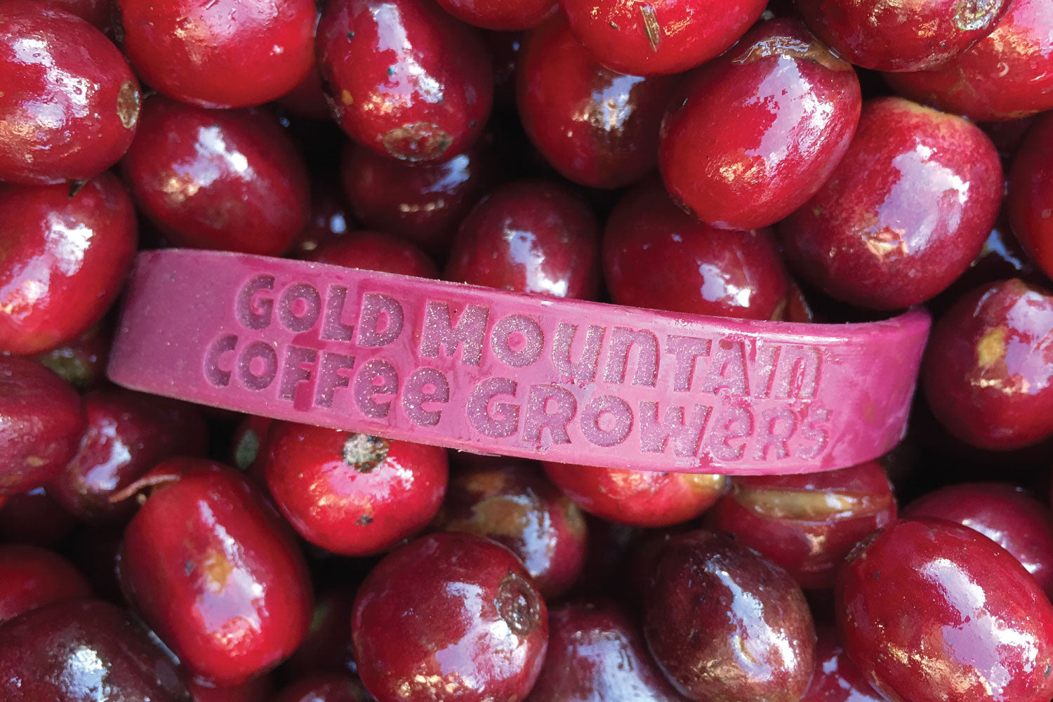 Coffee Cherries from Gold Mountain Coffee Growers