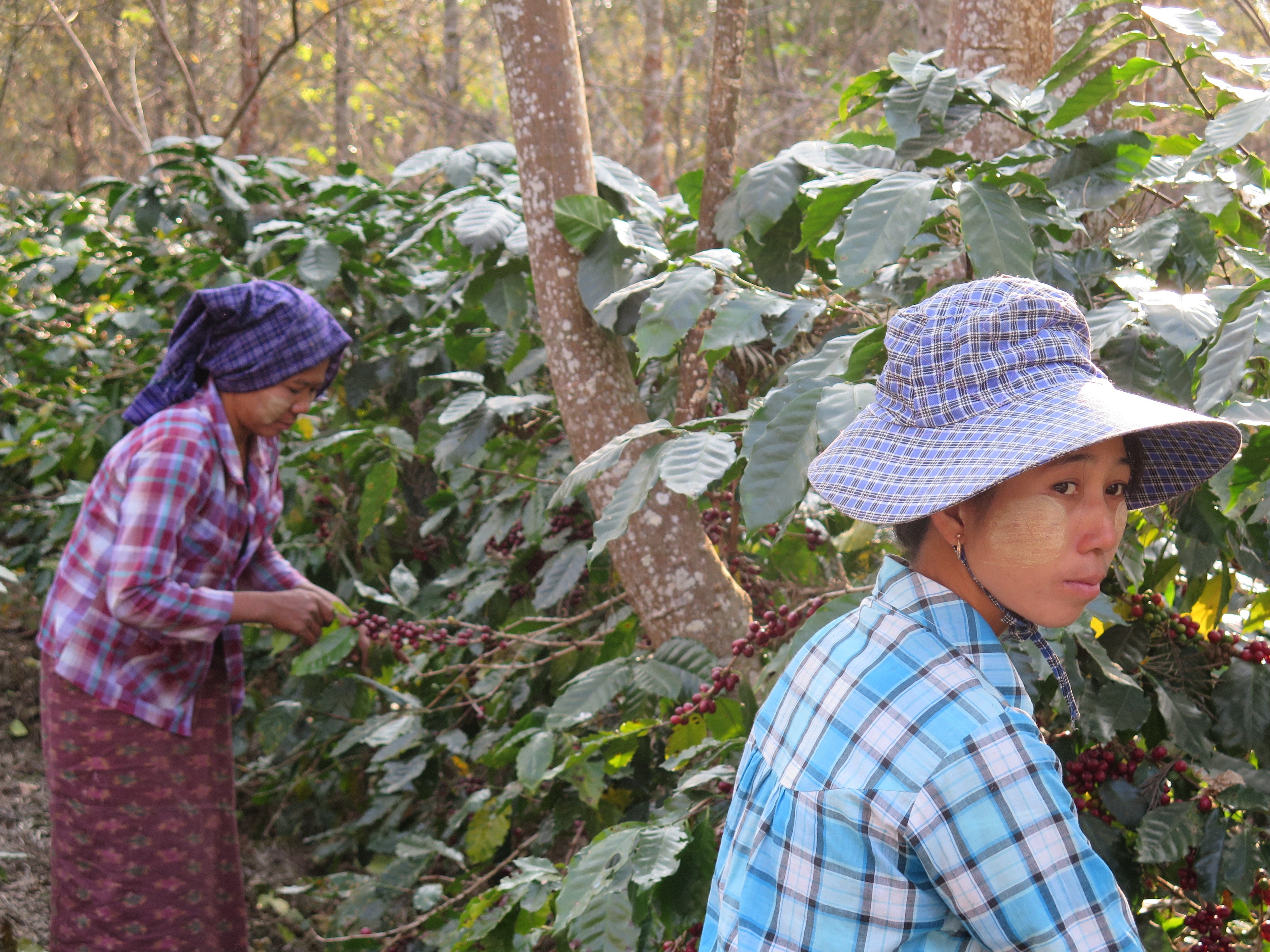 Coffees of Myanmar