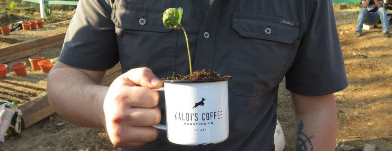 Small Coffee Plant in a Kaldi's Coffee mug in Honduras