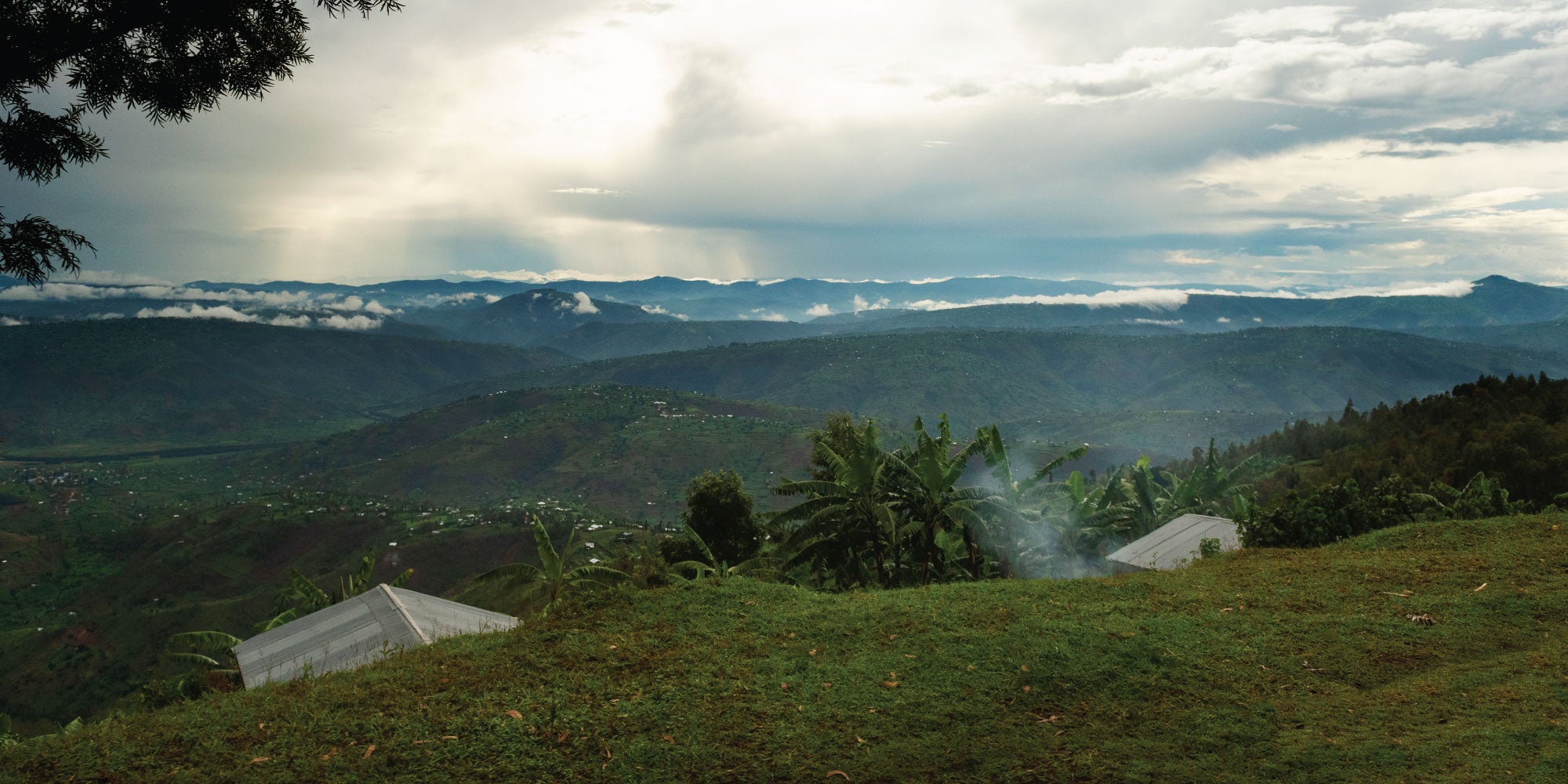 The hills of the Rwanda Sholi farm