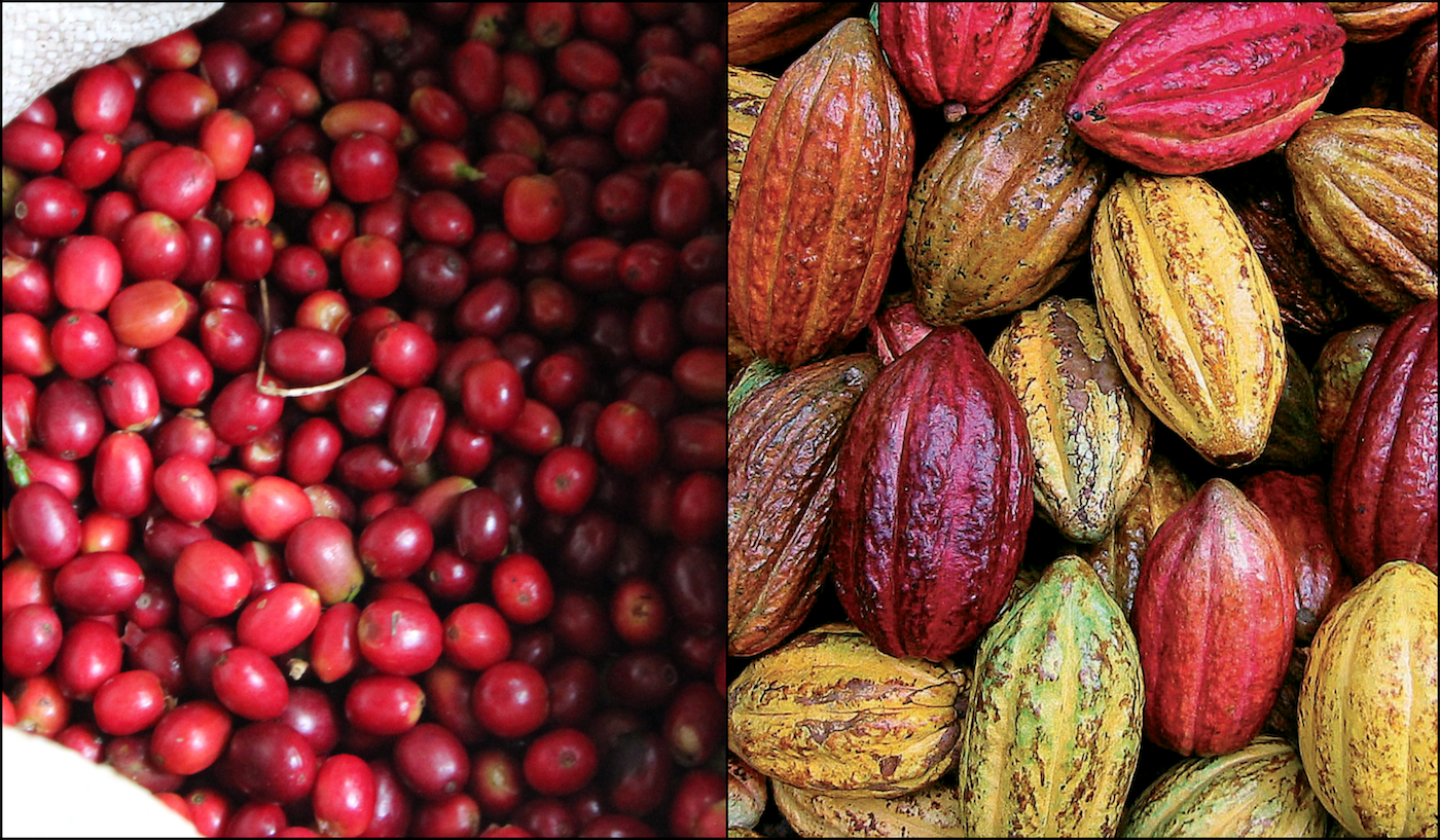Red Coffee Cherries next to colorful cacao nibs from Peru. Read about how coffee and chocolate are similar