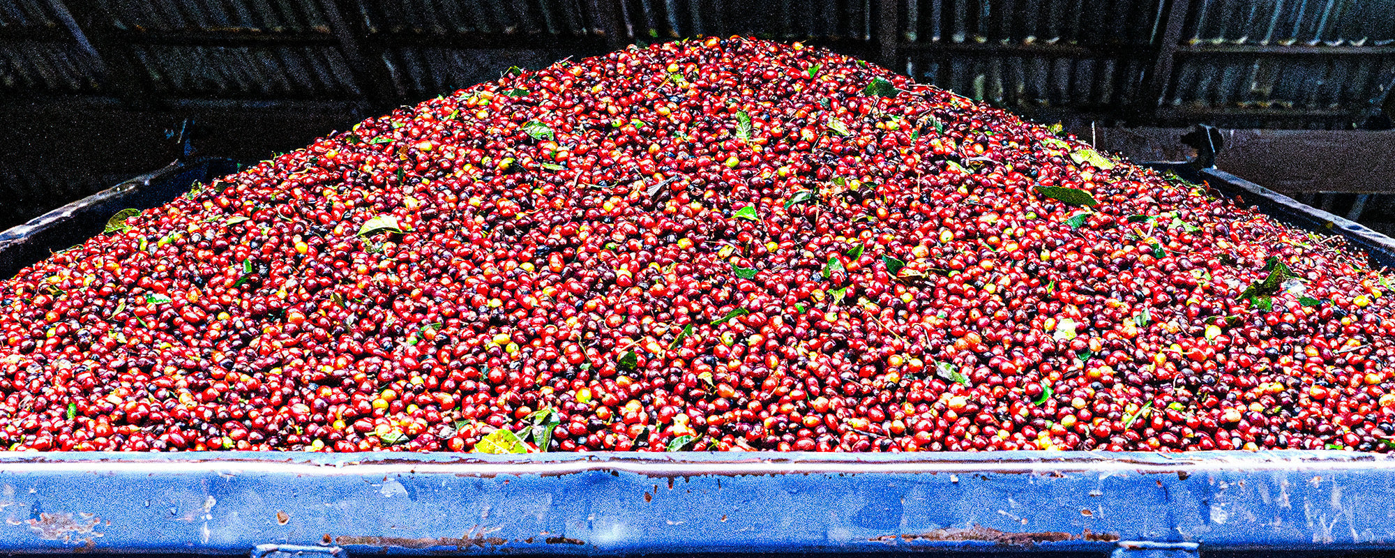 Coffee cherry piles high above the edges of a blue trailer