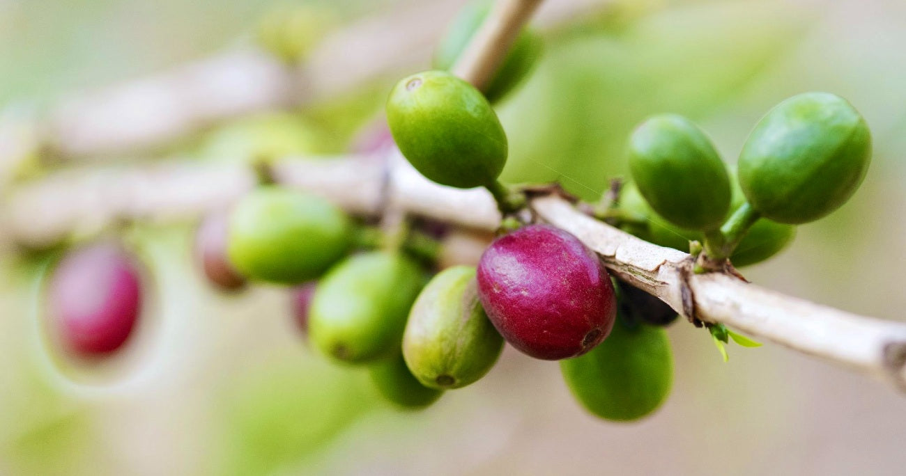What Makes Coffee Special?