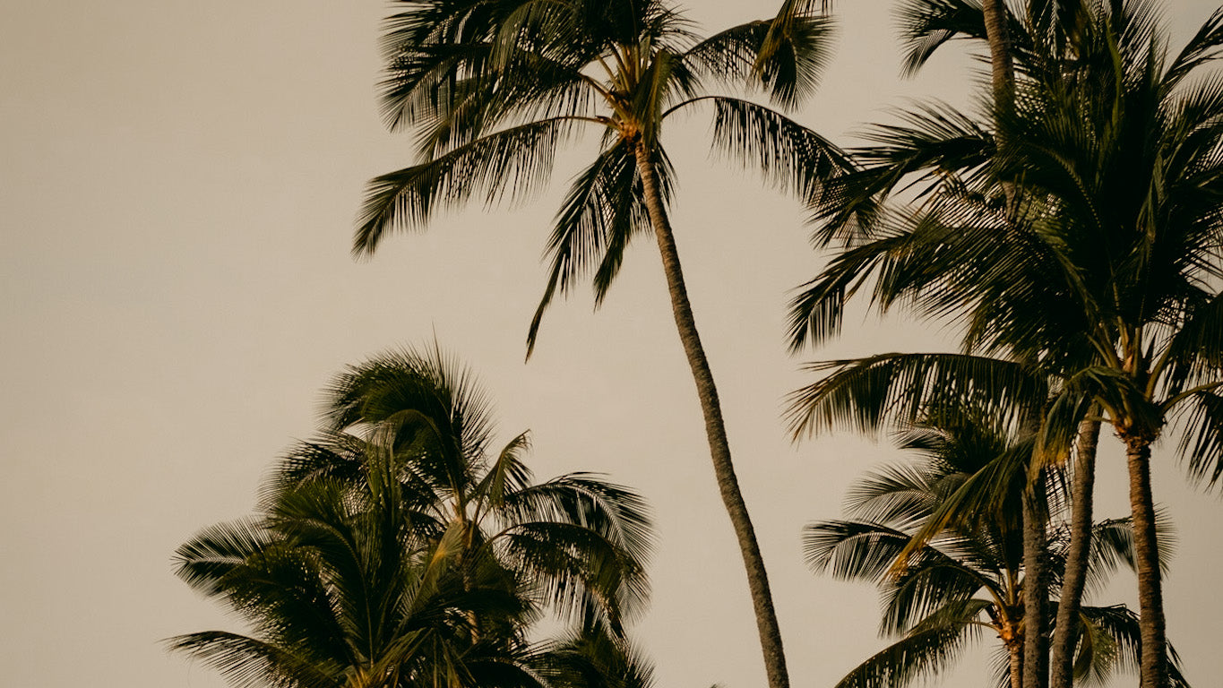 Palm trees in Honolulu, HI