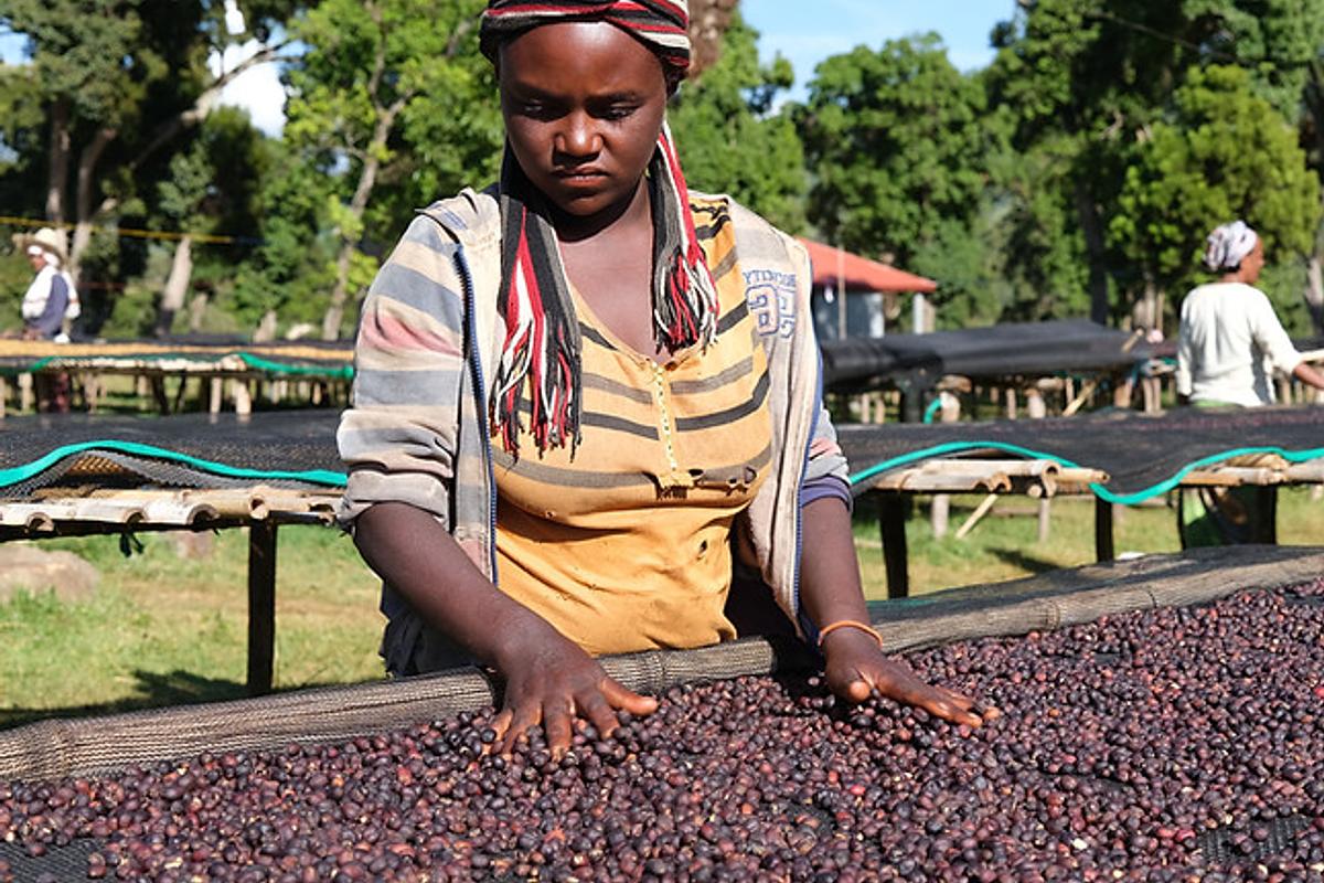 Woman sorting coffee beans outdoors with trees and people in the background