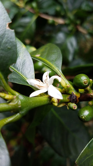 Coffee flower on the Imbachi farm