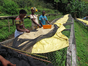 image of people sorting through coffee beans