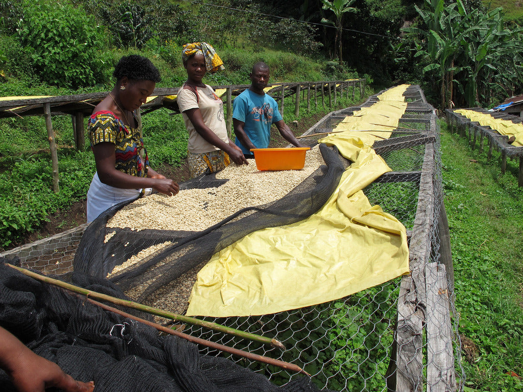 image of people sorting through coffee beans