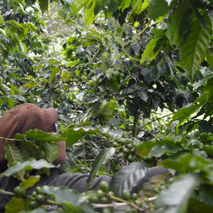 Image of Finca La Esperanza’s coffee cherry plant