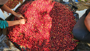 Image of Coffee Cherries