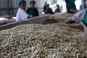 A close-up view of raw coffee beans spread across a table in a processing facility