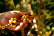Hand holding yellow berries on a branch with a blurred natural background