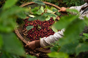 Person sorting coffee beans in a woven basket amidst green foliage