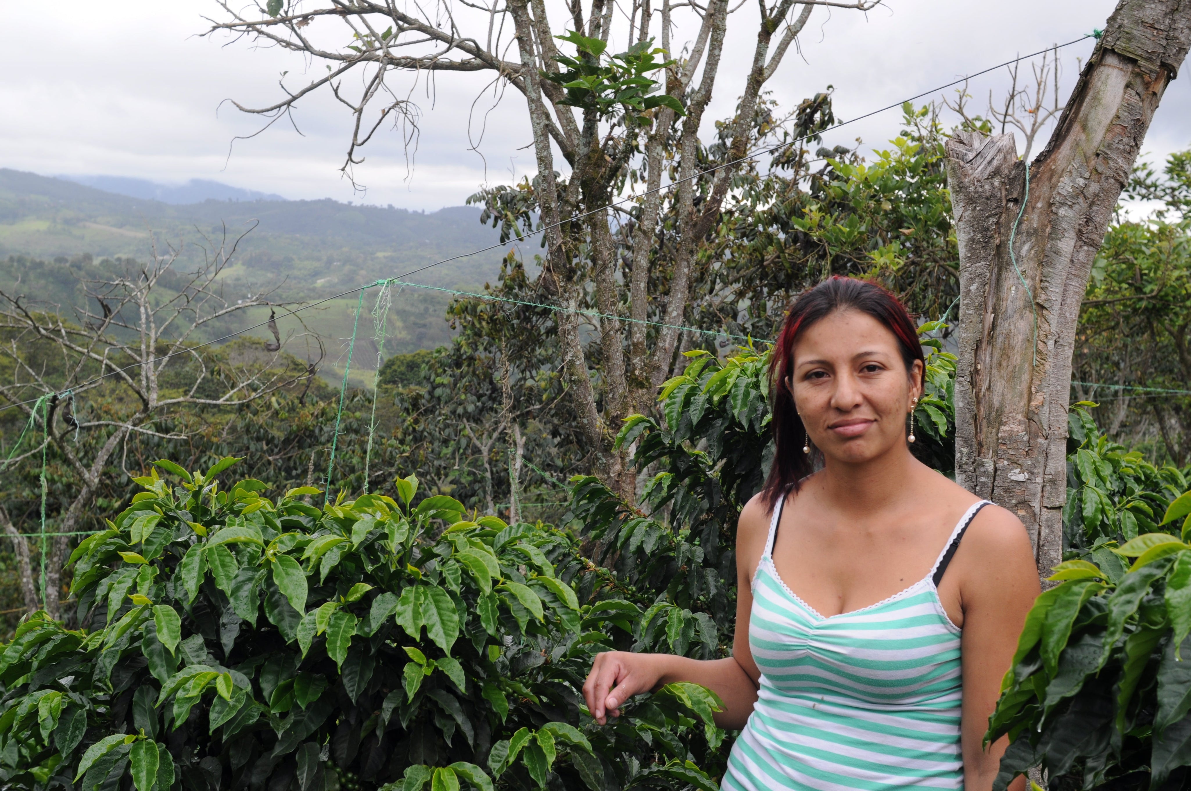 Producers on the Imbachi farm