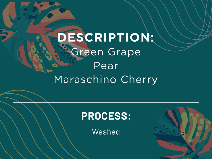 DESCRIPTION: Green Grape, Pear, Maraschino Cherry. Process: Washed