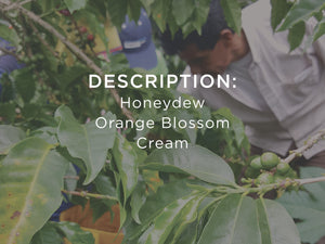 Description: Honeydew, Orange Blossom, Cream