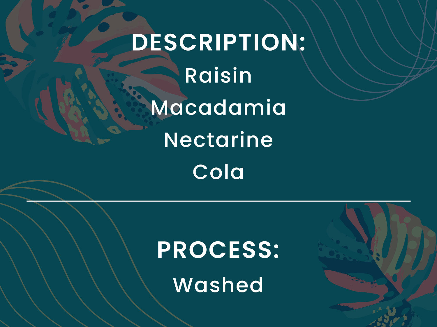 DESCRIPTION: RAISIN, MACADAMIA, NECTARINE, COLA. PROCESS: WASHED.