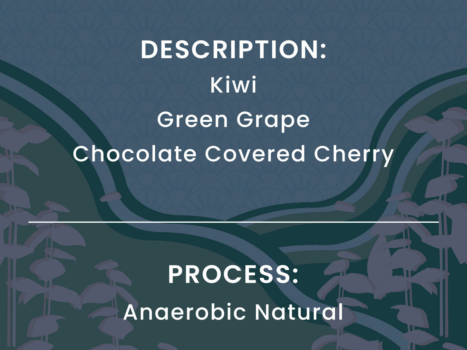 A dark teal graphic with white text reading 'DESCRIPTION: Kiwi Green Grape Chocolate Covered Cherry' and 'PROCESS: Anaerobic Natural,' with stylized vine illustrations along the sides.
