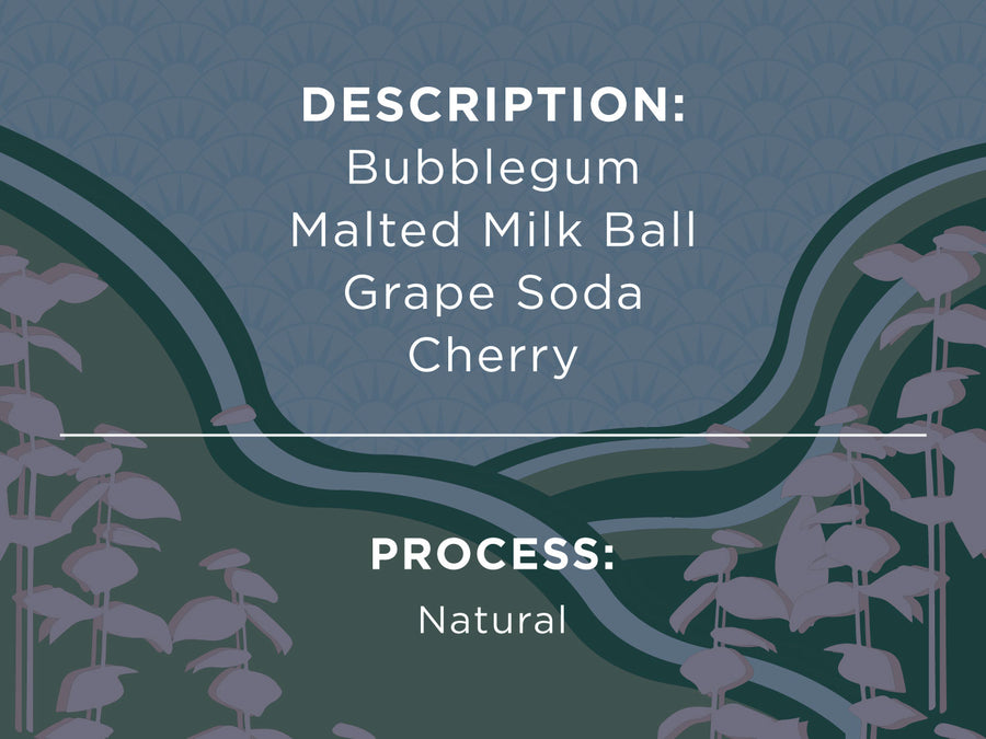 DESCRIPTION: Bubblegum, Malted Milk Ball, Grape Soda, Cherry. PROCESS: Natural