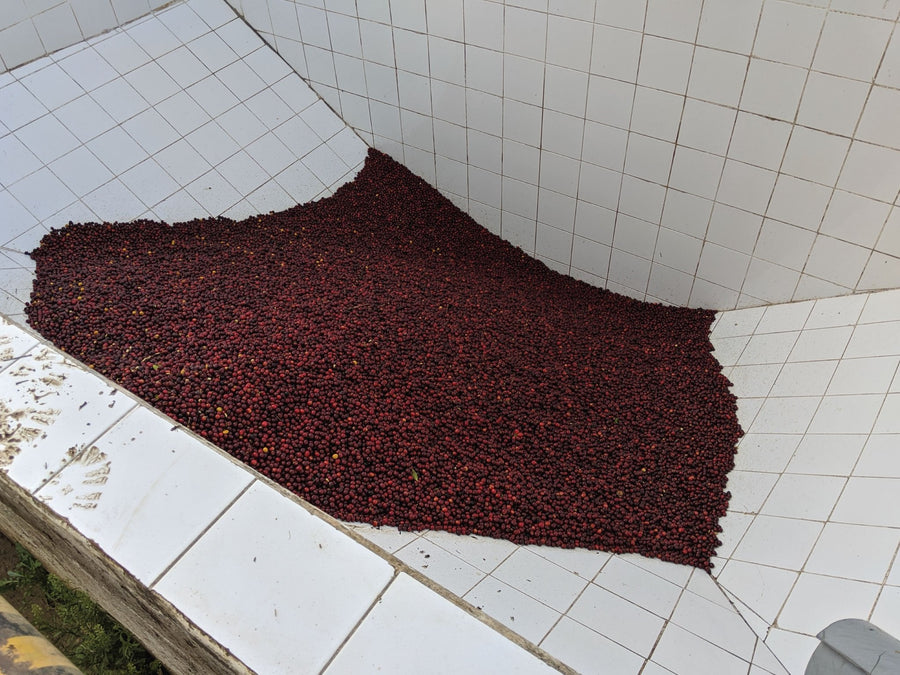 Coffee cherries being processed at La Cumbre