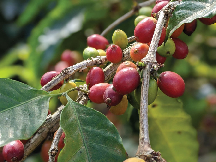 Red and green coffee cherries