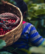 Person holding a basket of red coffee cherries in a coffee plantation