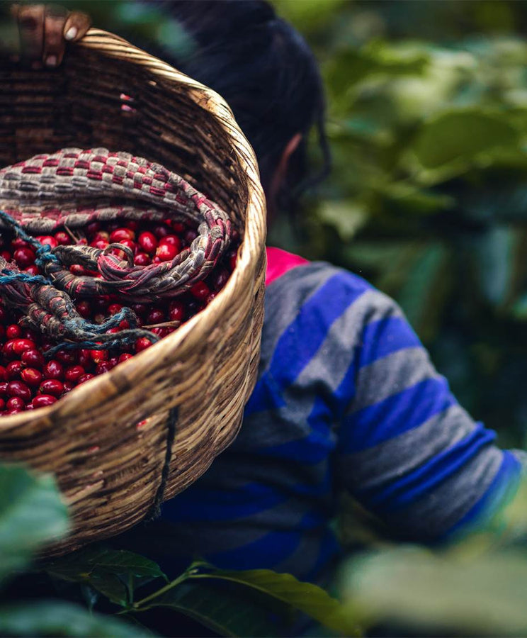 Person holding a basket of red coffee cherries in a coffee plantation