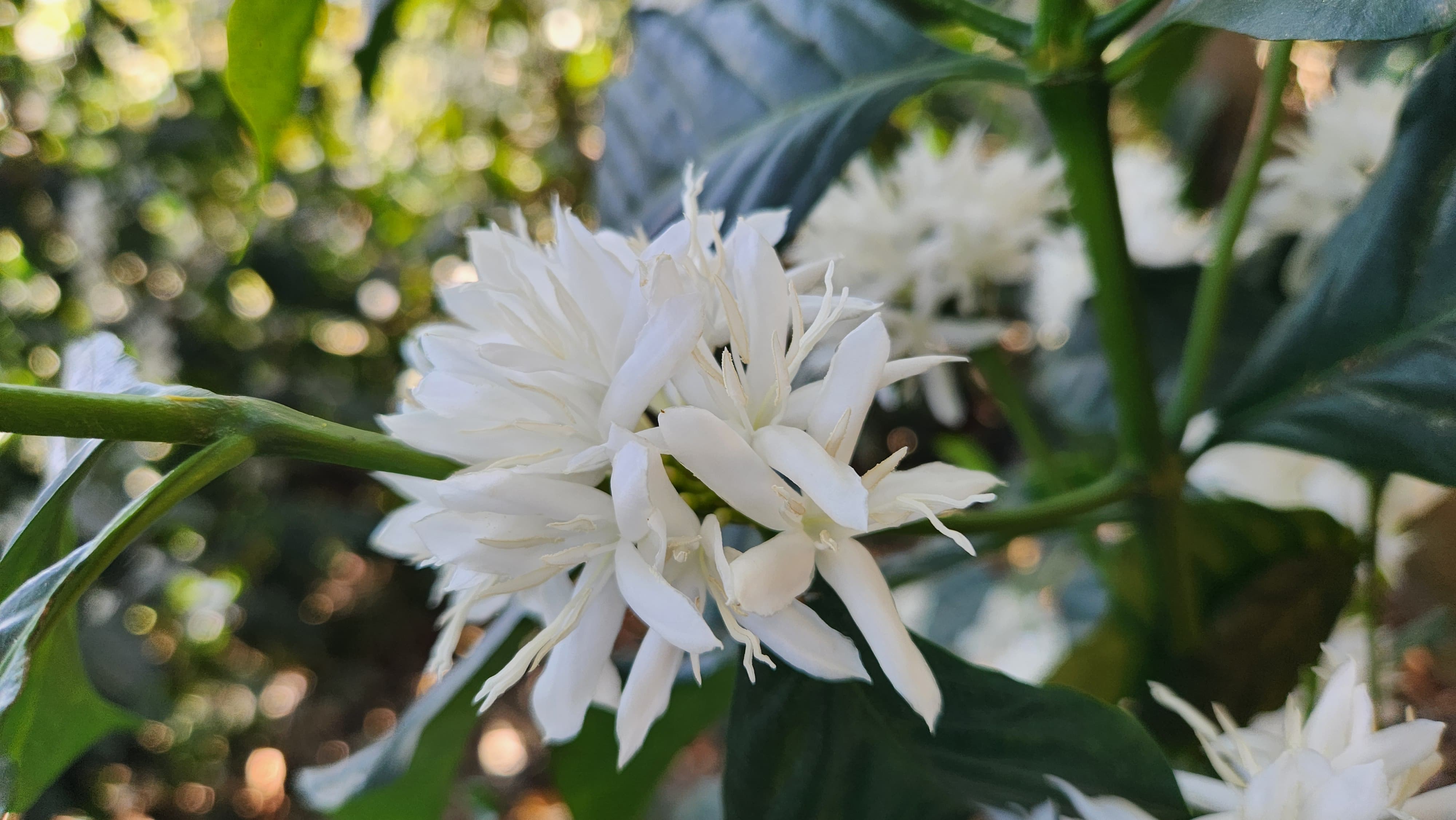 Close-up of white coffee flowers on a coffee plant with green leaves.