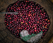Basket filled with red coffee beans on a wooden surface