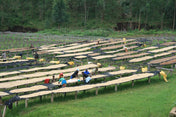 People working with large sheets on wooden racks outdoors in a forested area