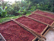Wooden trays filled with red coffee cherries in a natural setting.