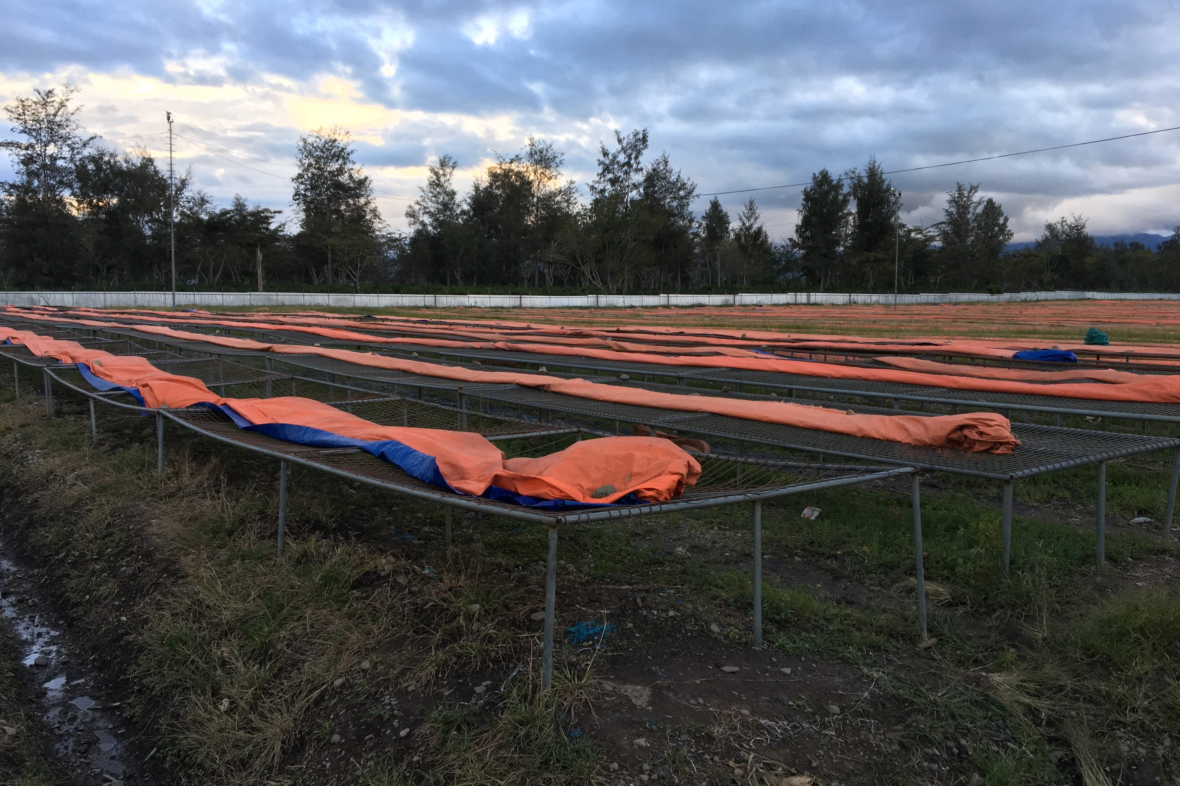 Outdoor shot of multiple metal mesh beds with tarps covering some beds.