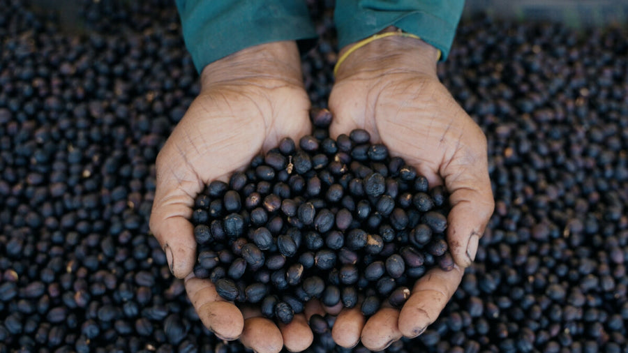 Hands holding naturally processed coffee cherries