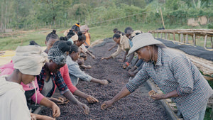 Producers sorting coffee cherries 