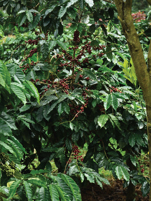 Coffee Cherry growing at Kanamad Estate