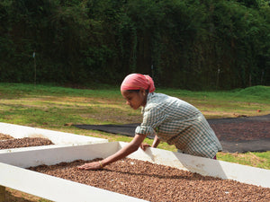 A producer working with coffee cherry at Kanamad Estate