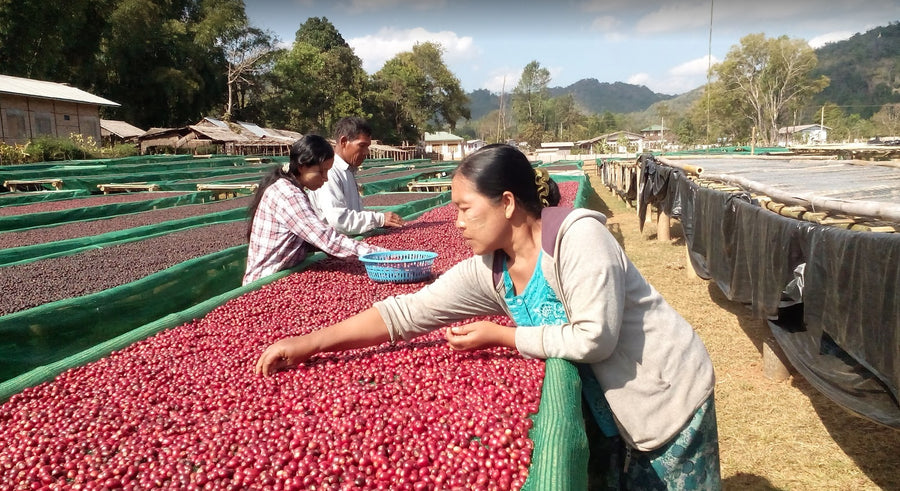 Image of coffee cherry sorting