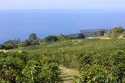 Kona Farm landscape