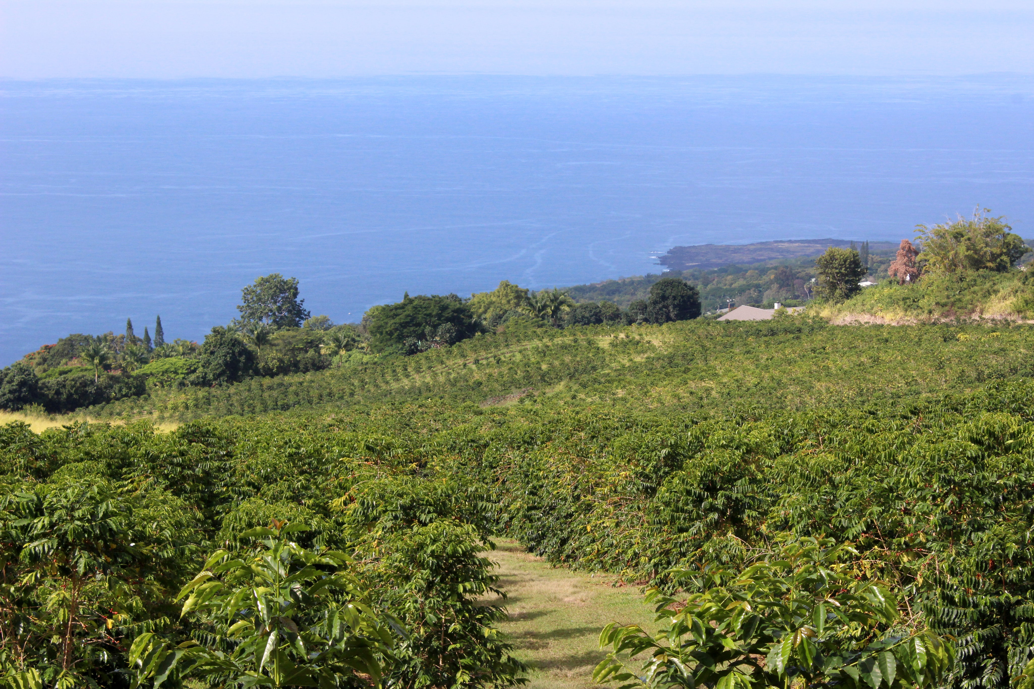 Kona Farm landscape