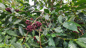 Image of Coffee cherry plant