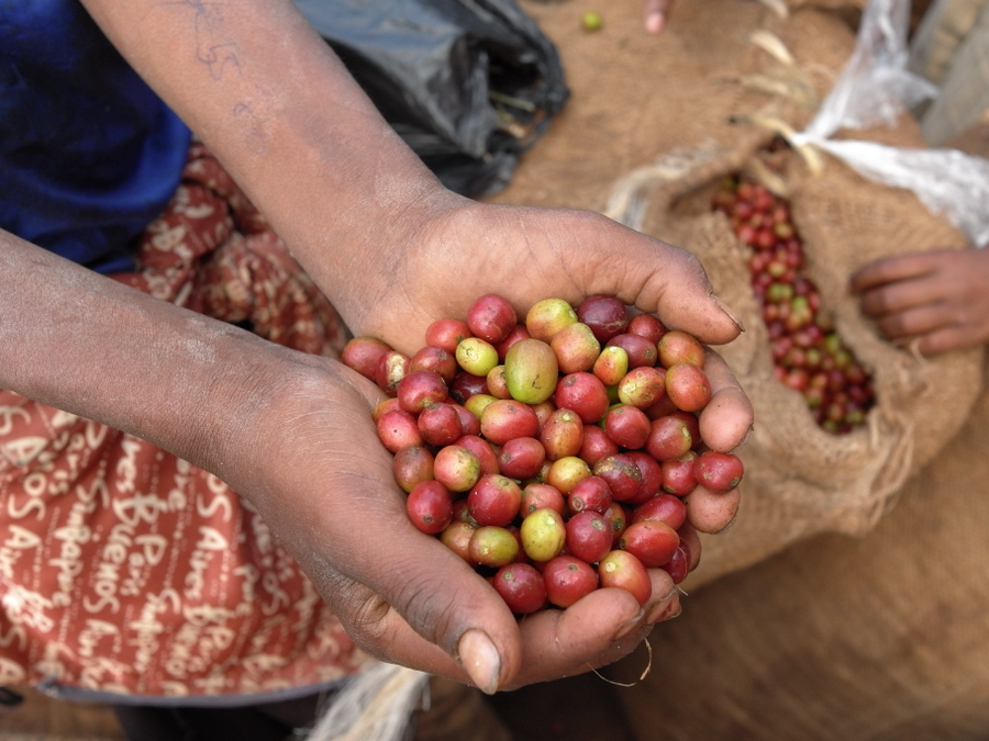 coffee cherries